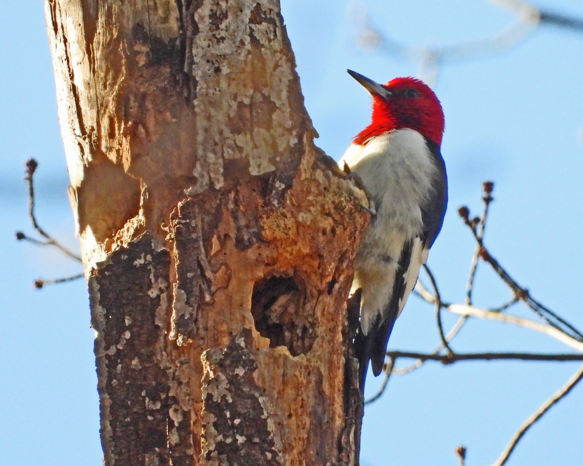 Red-headed Woodpecker - ML646670316