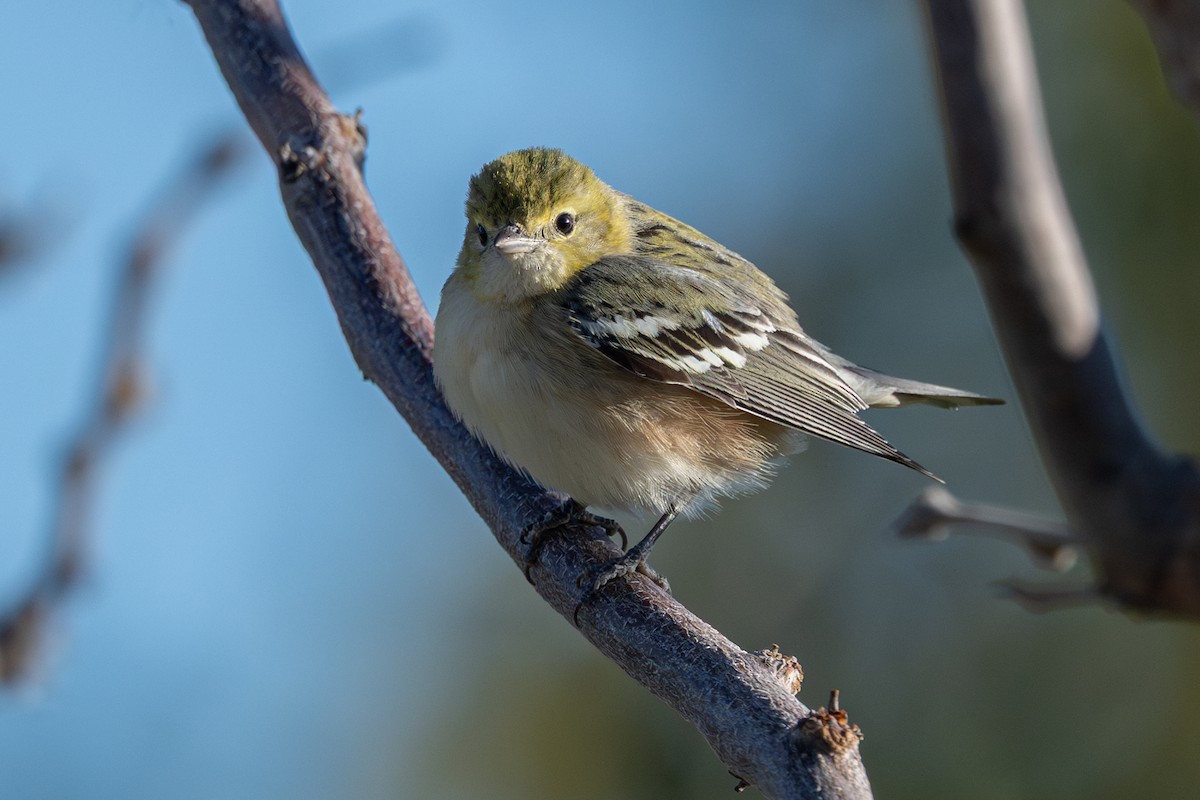 Bay-breasted Warbler - ML646670317