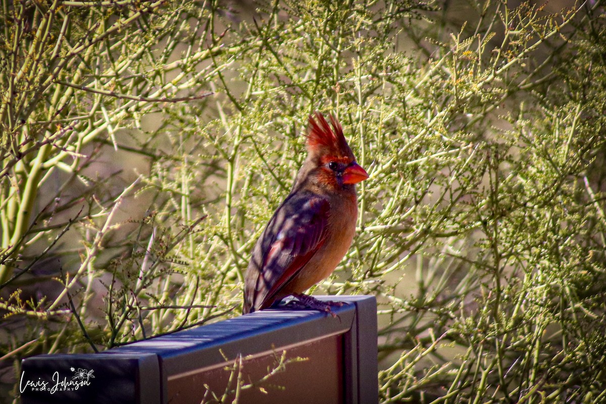 Cardinal rouge - ML646670318