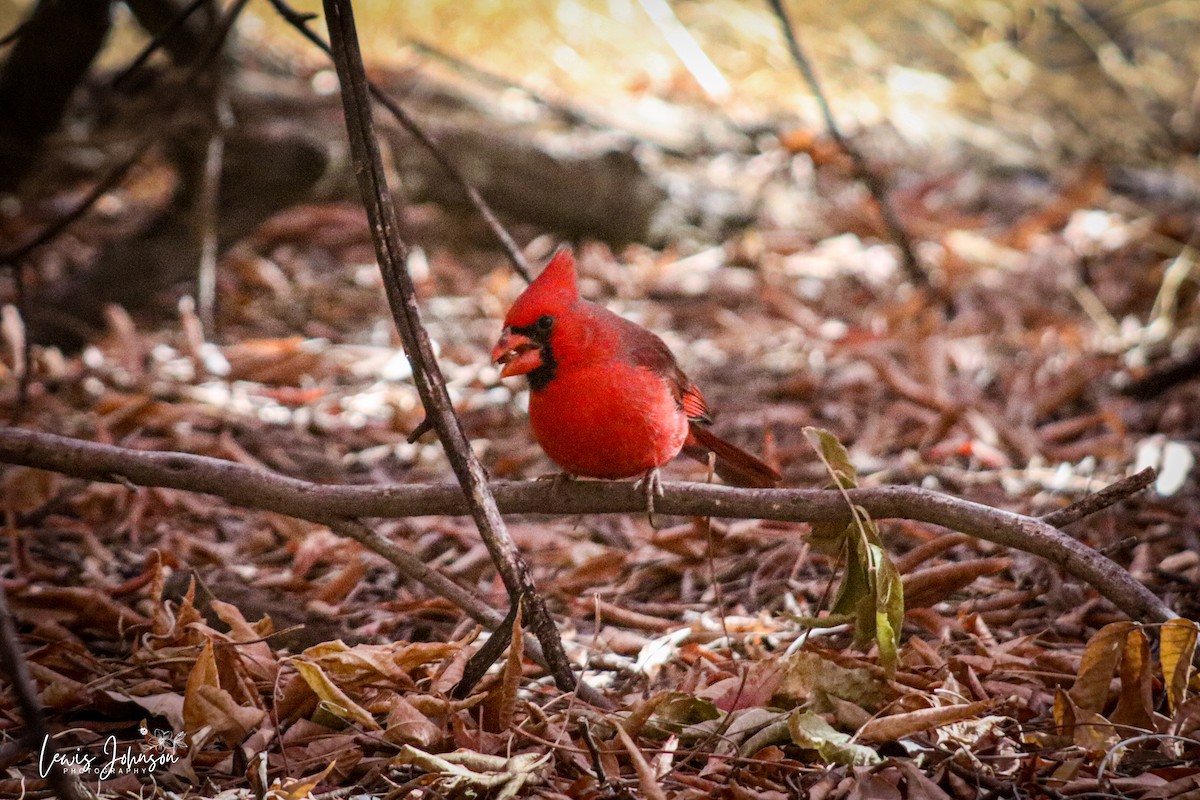 Cardinal rouge - ML646670319