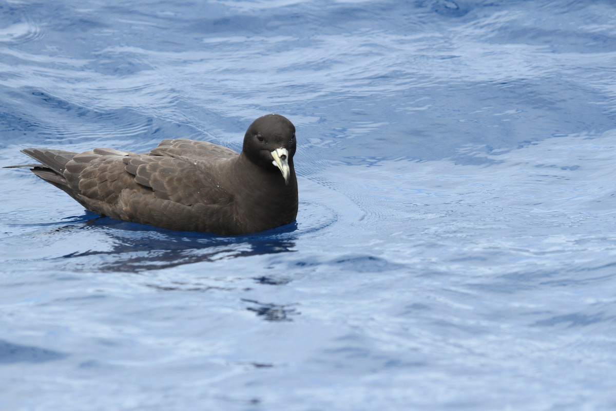 White-chinned Petrel - ML646670327