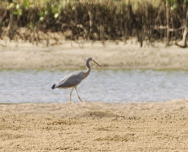Чепура австралійська - ML646670328