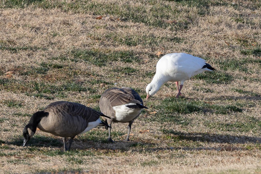 Ross's Goose - ML646670329