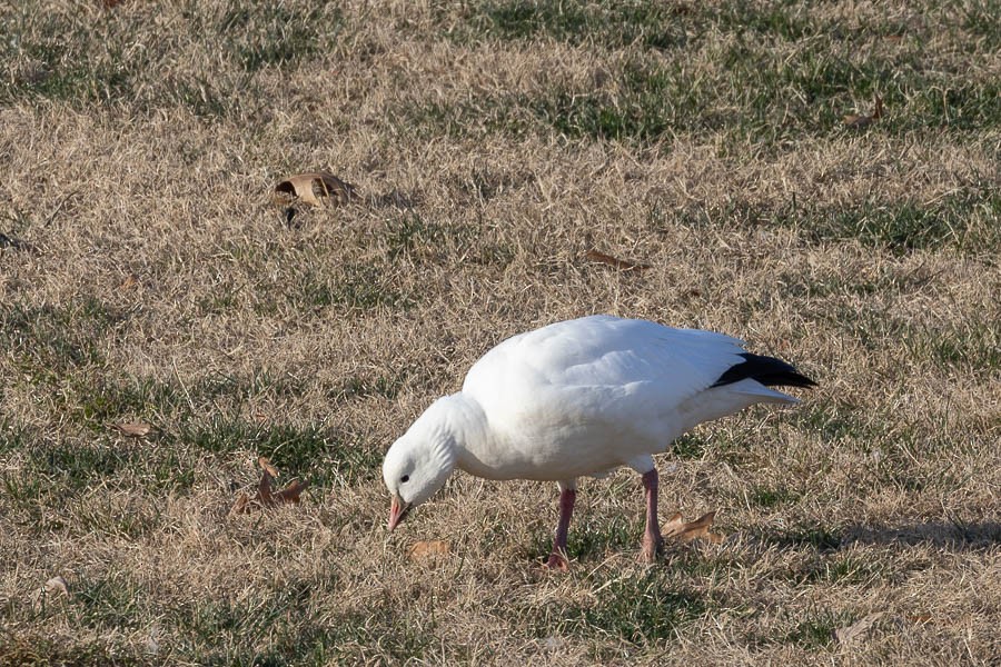 Ross's Goose - ML646670330