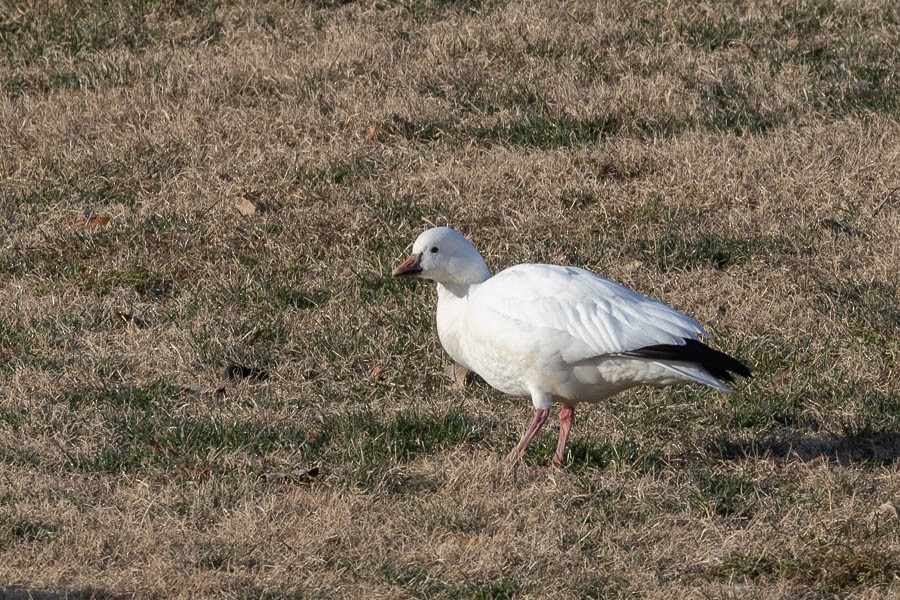Ross's Goose - ML646670331