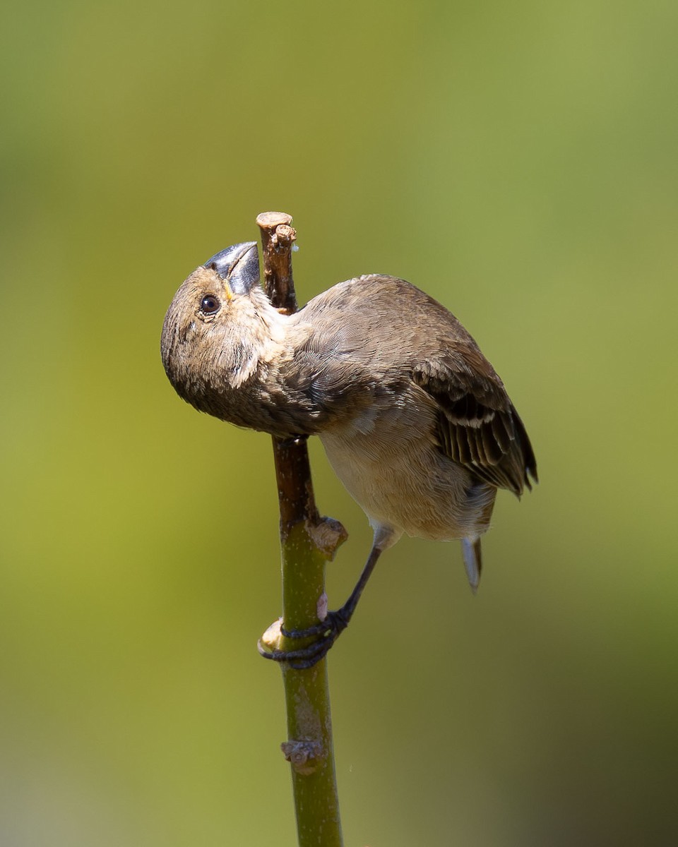 シロハラヒメウソ - ML646670333