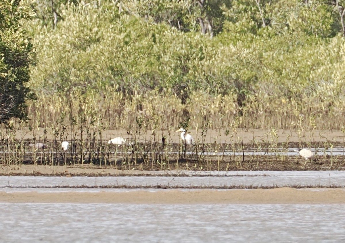 Чапля велика - ML646670335