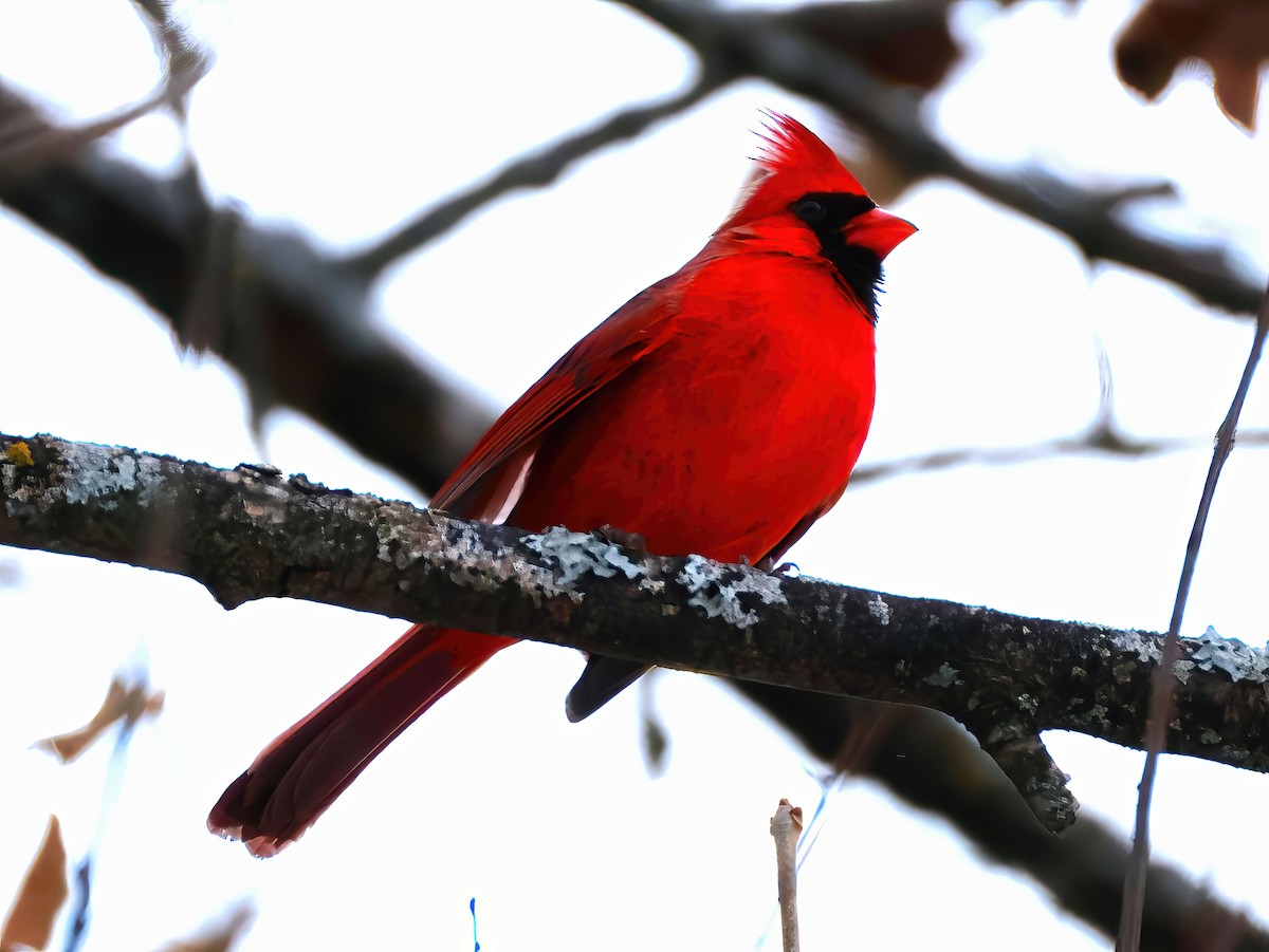 Cardinal rouge - ML646670340