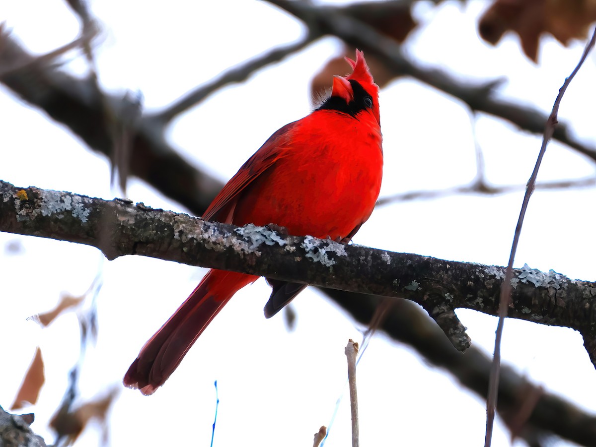 Cardinal rouge - ML646670341