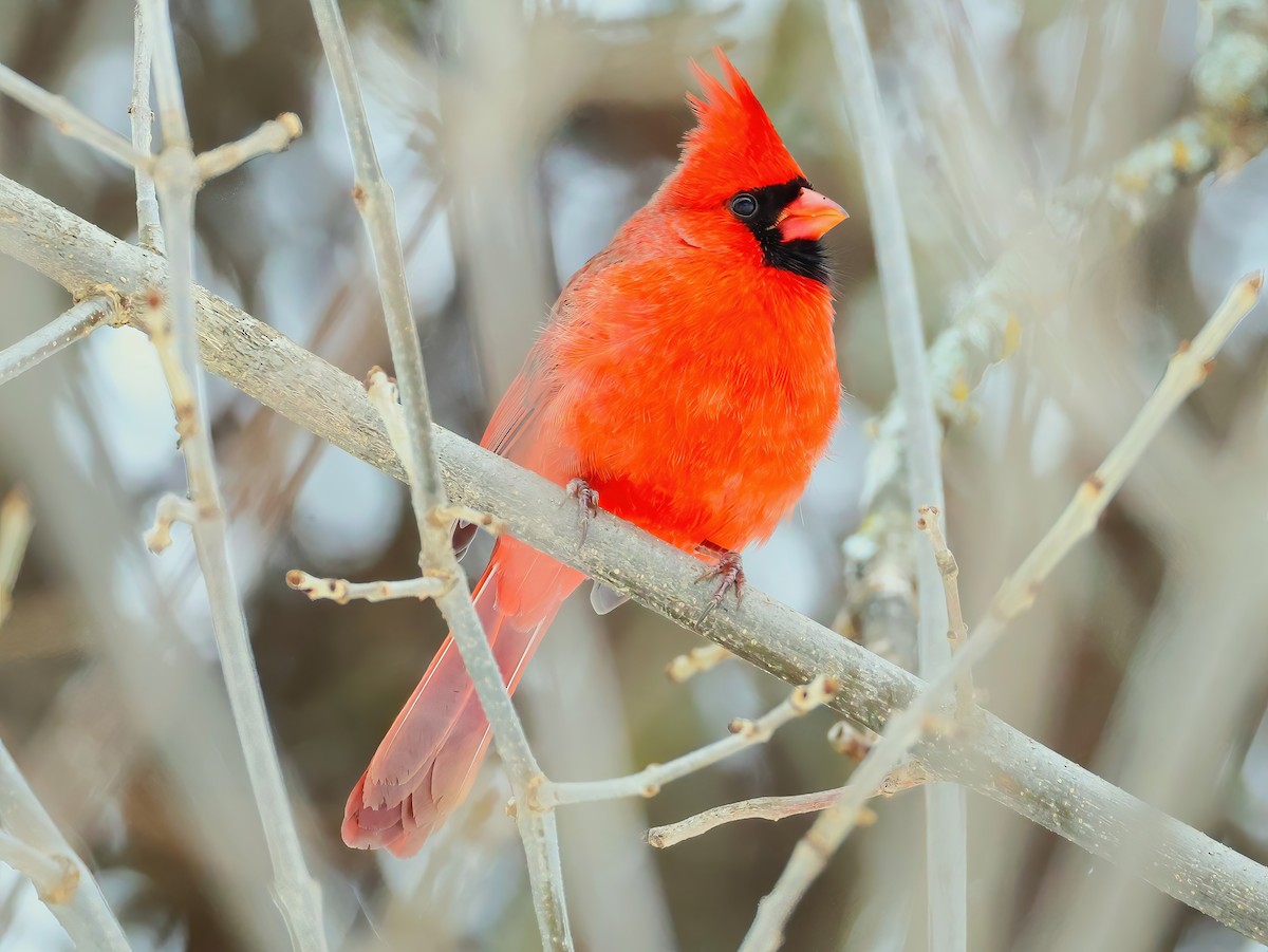 Cardinal rouge - ML646670342