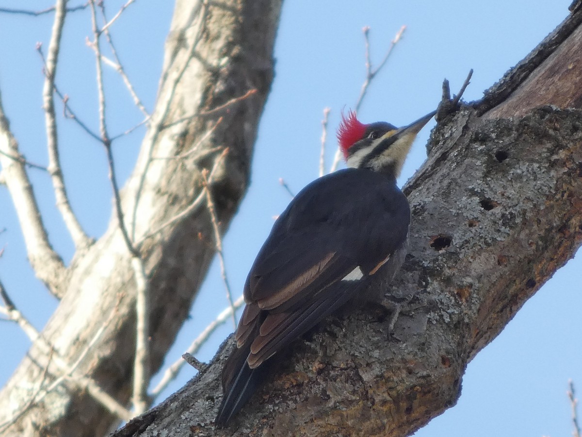 Pileated Woodpecker - ML646670346