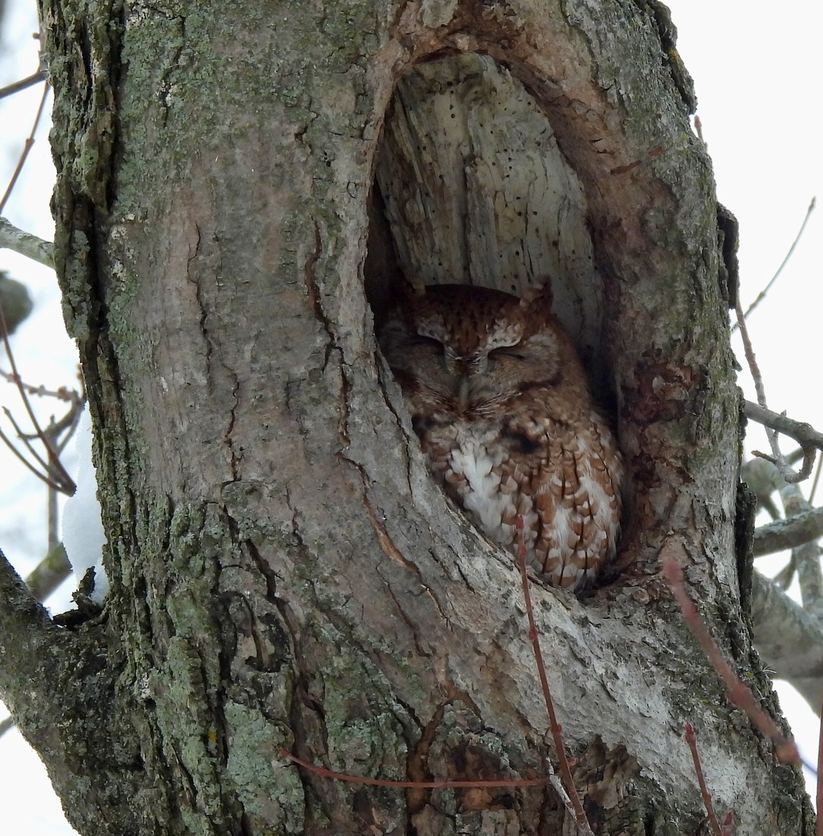 Eastern Screech-Owl - ML646670348