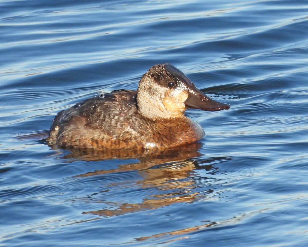 Ruddy Duck - ML646670350