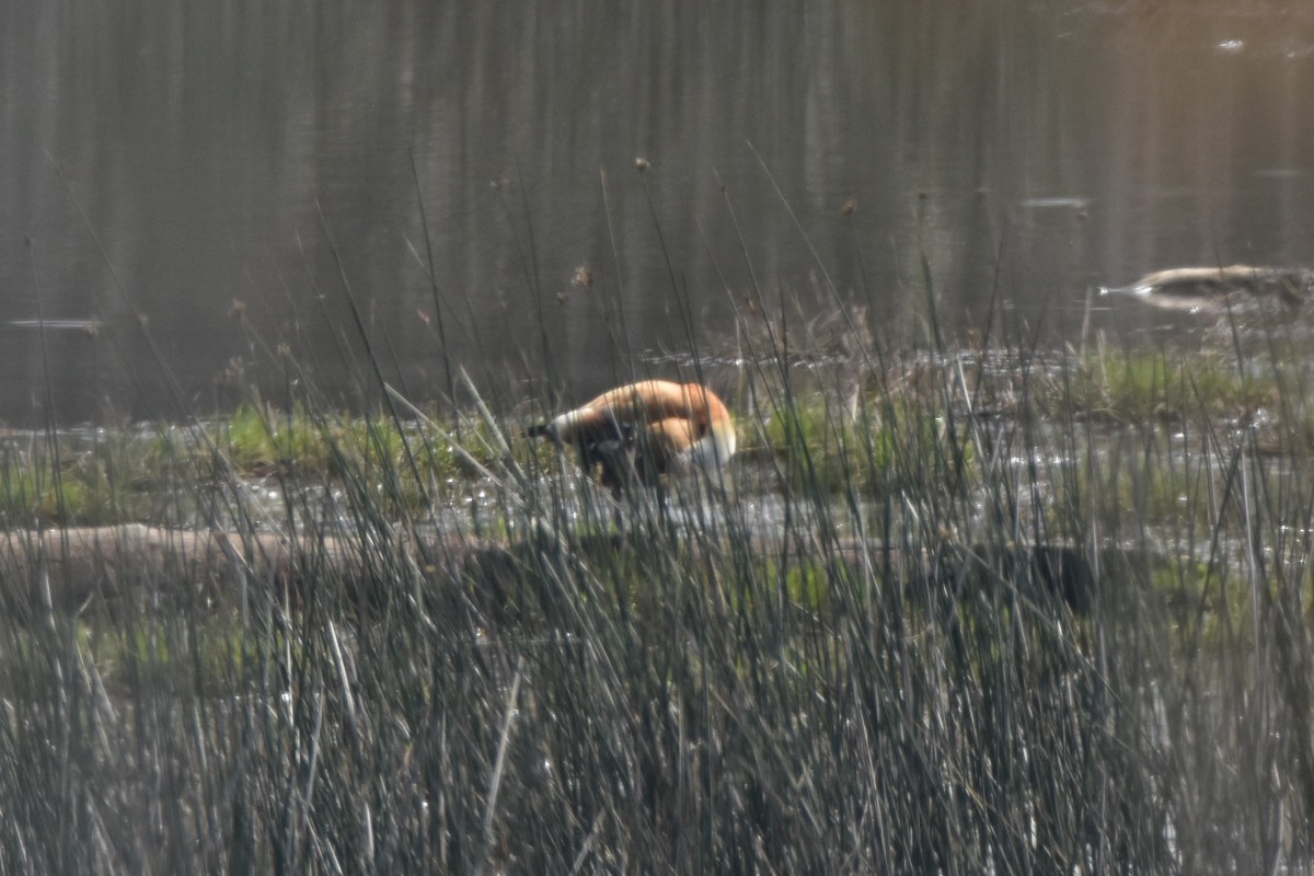 Ruddy Shelduck - ML646670354