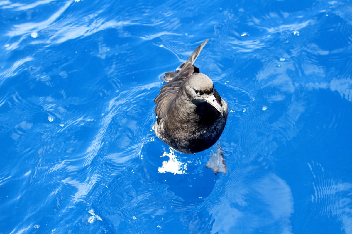 Flesh-footed Shearwater - ML646670355