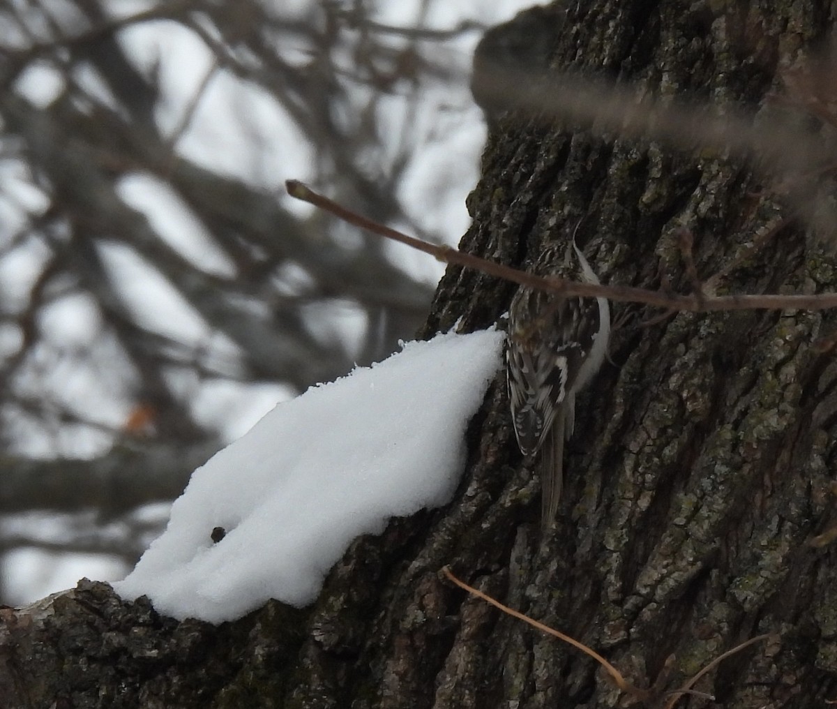 Brown Creeper - ML646670357