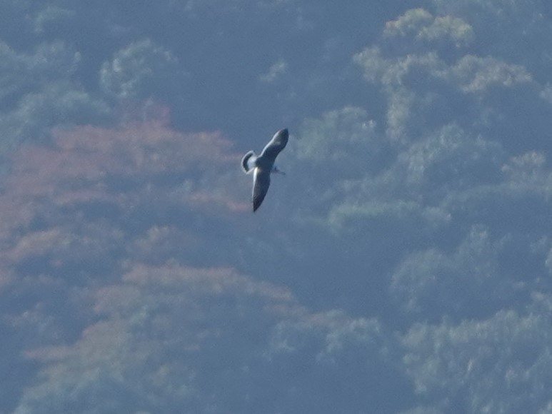 Black-tailed Gull - ML646670358