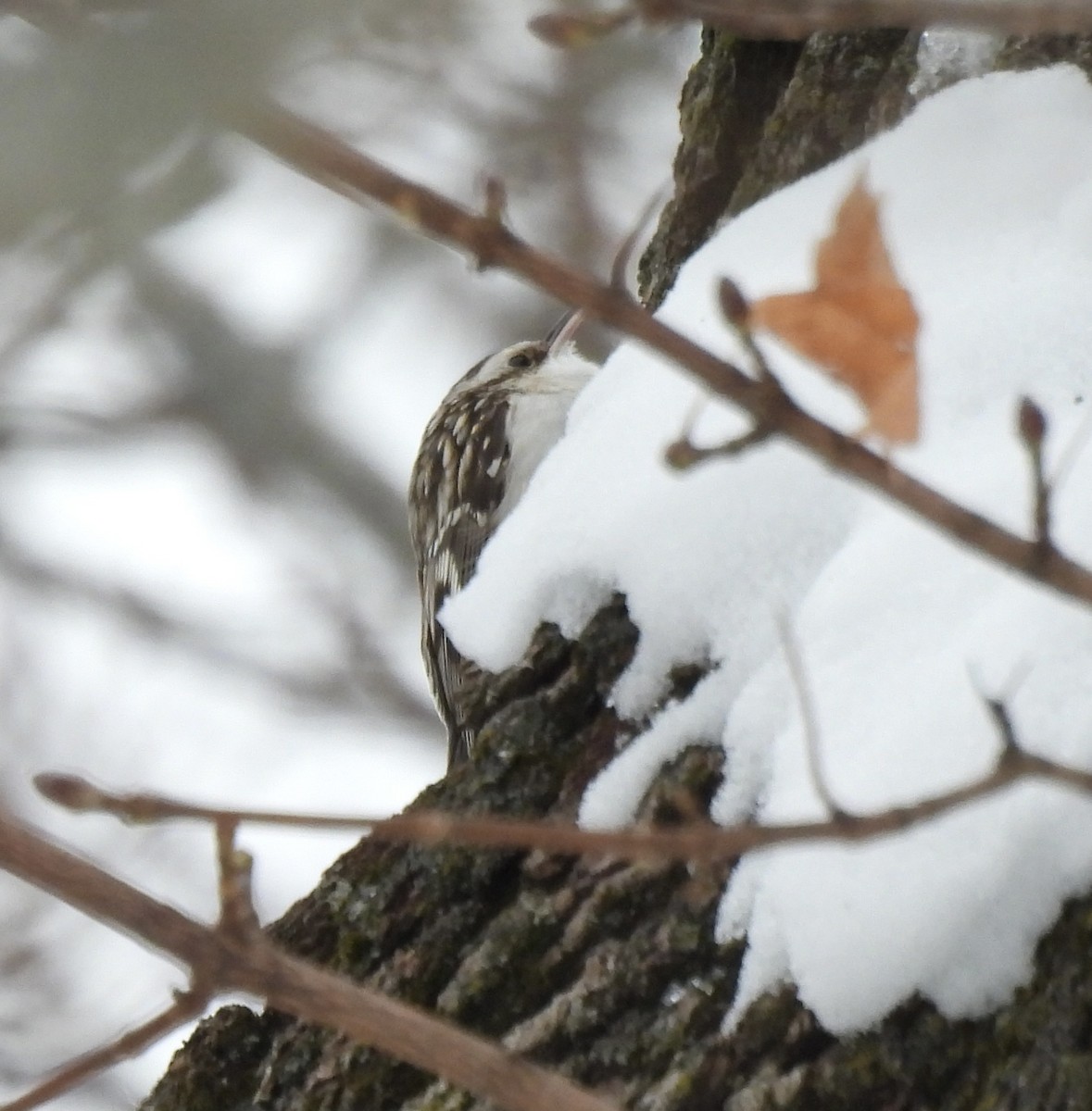 Brown Creeper - ML646670359