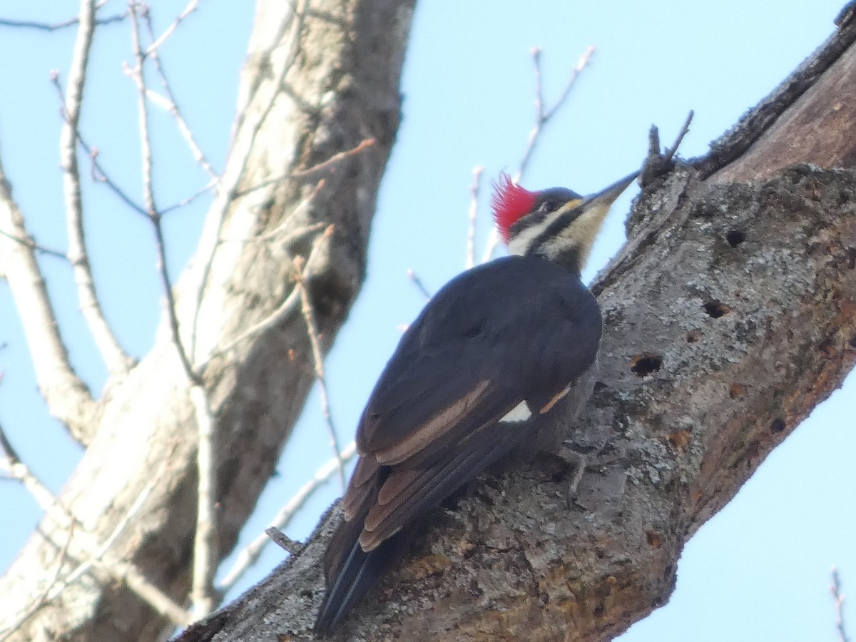 Pileated Woodpecker - ML646670360