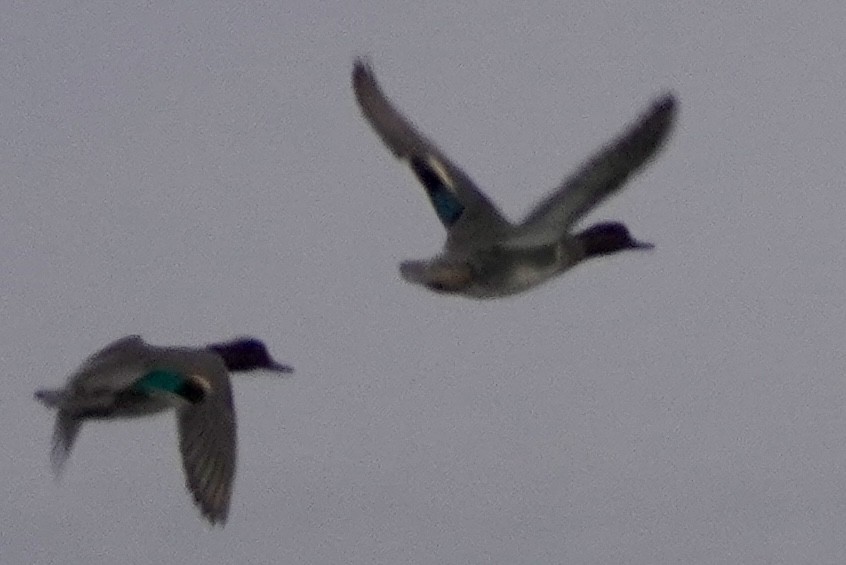 Alzavola - ML646670362