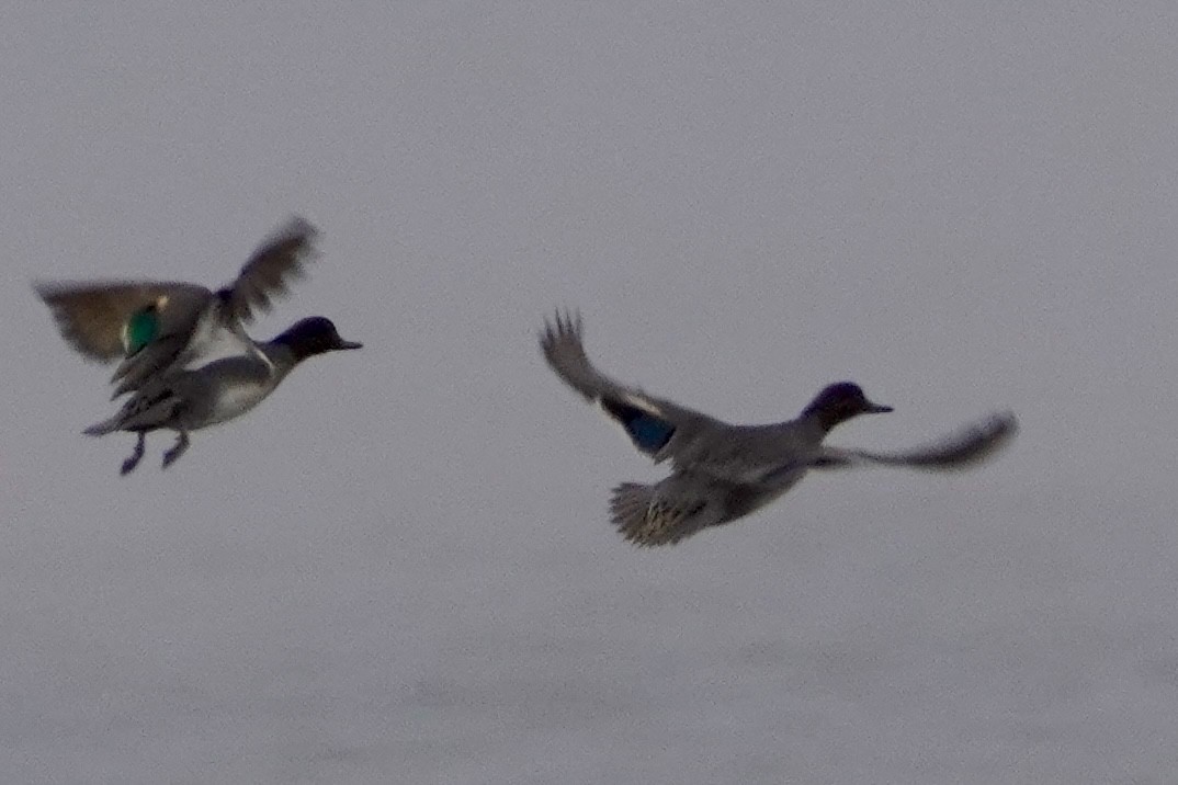 Alzavola - ML646670363