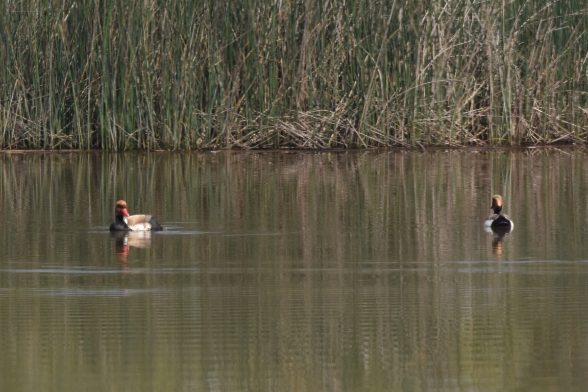 Red-crested Pochard - ML646670364