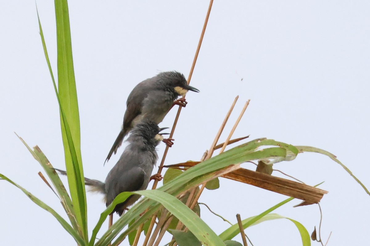 Weißkehl-Feinsänger - ML646670367