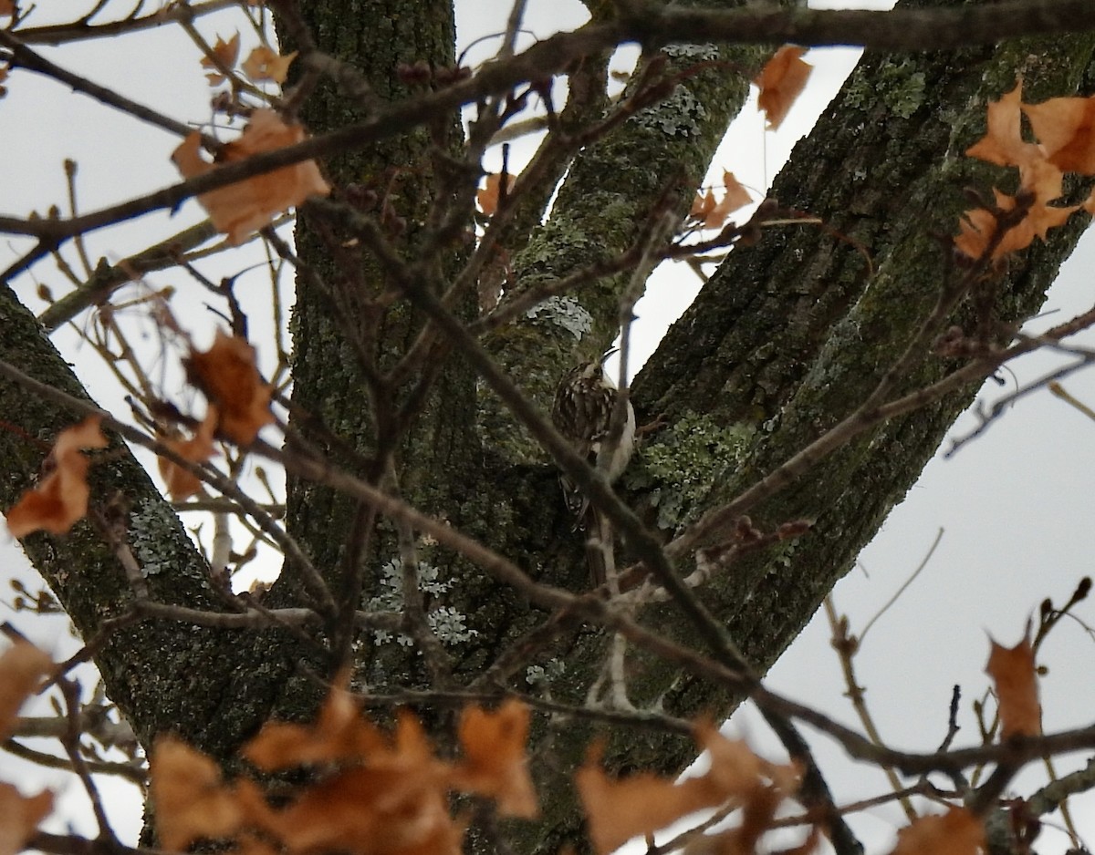 Brown Creeper - ML646670368