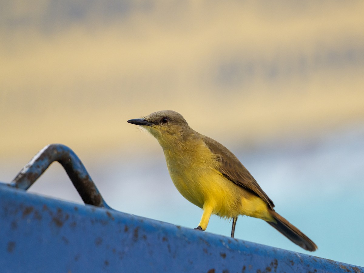 Cattle Tyrant - ML646670369