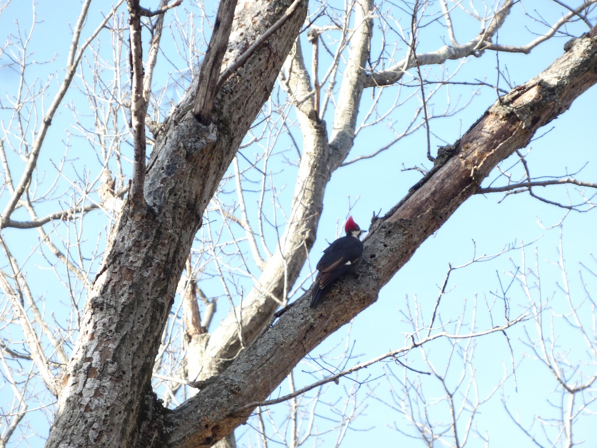 Pileated Woodpecker - ML646670370