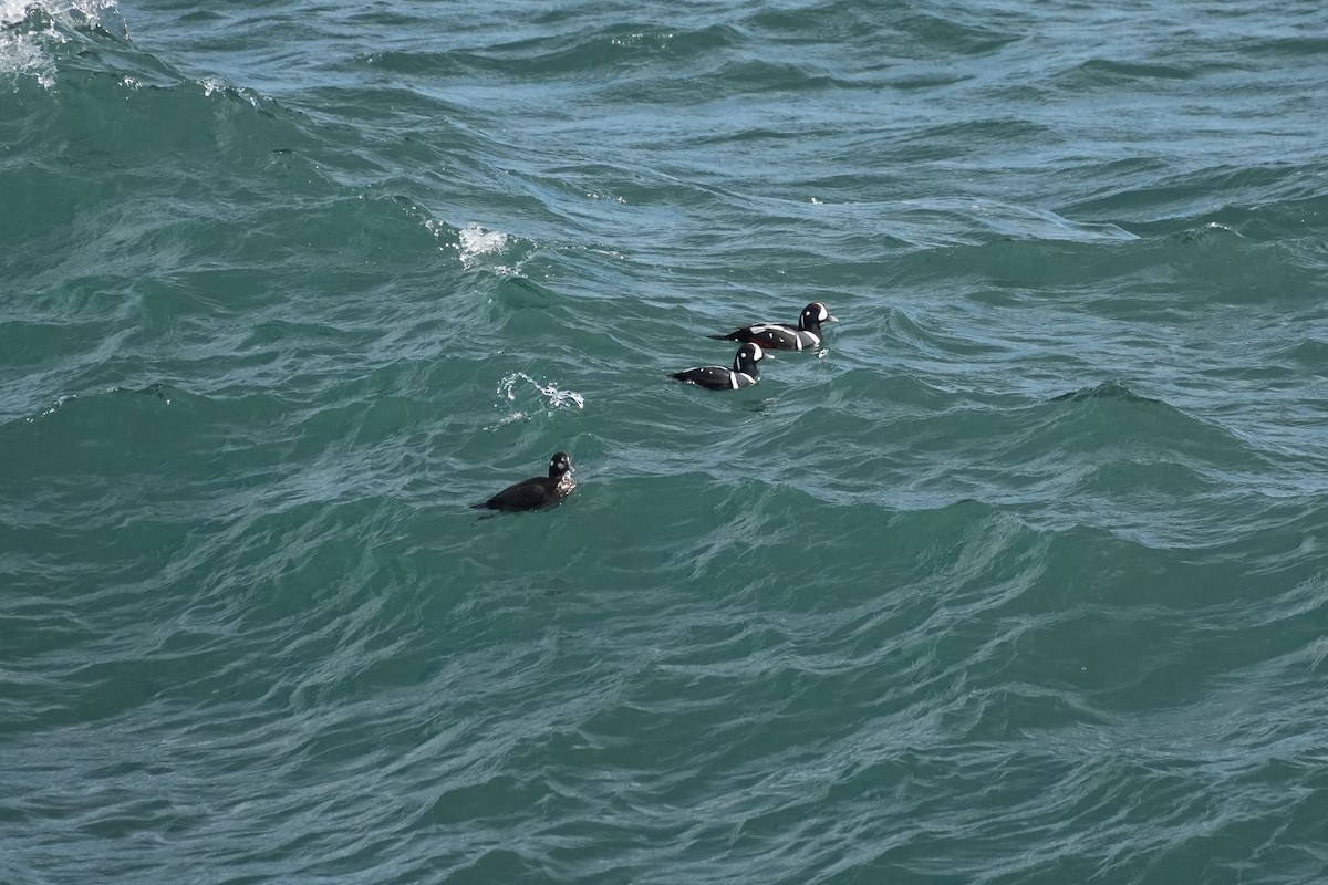 Harlequin Duck - ML646670371