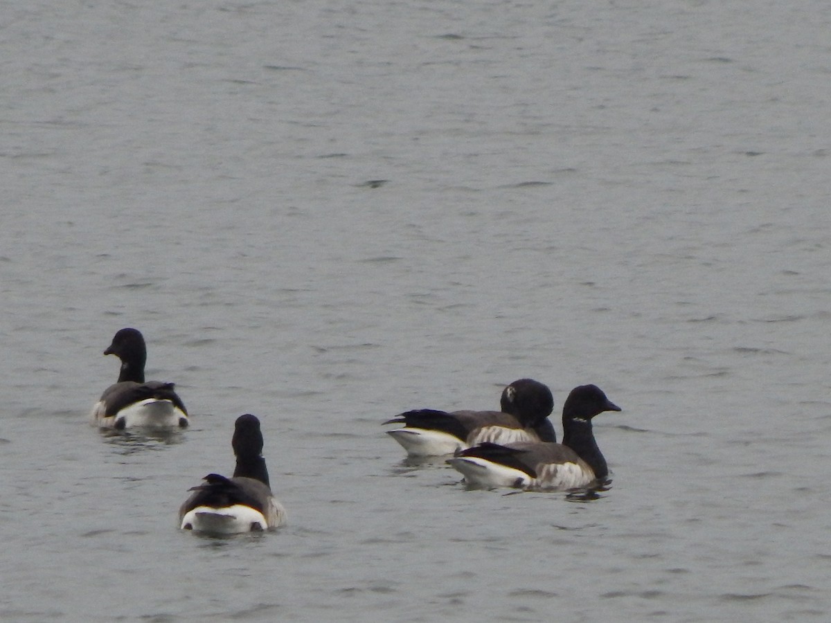 Barnacla Carinegra - ML646670372