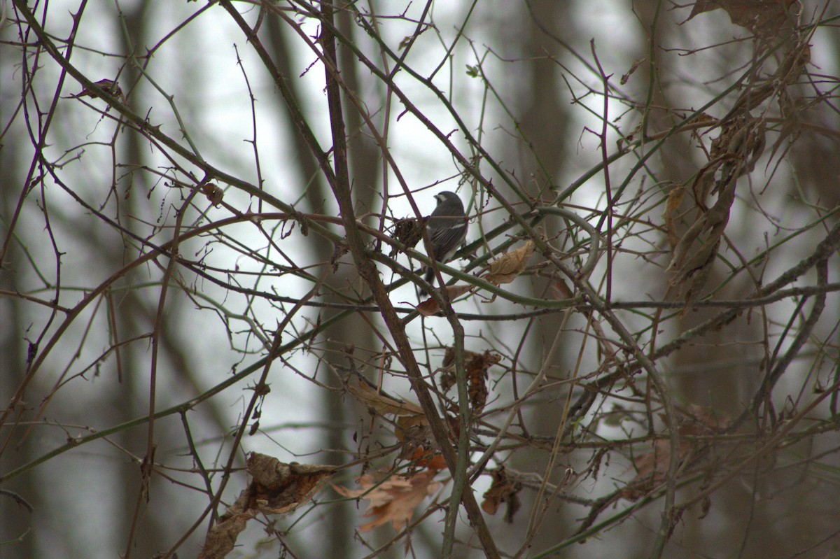 Black-throated Gray Warbler - ML646670374