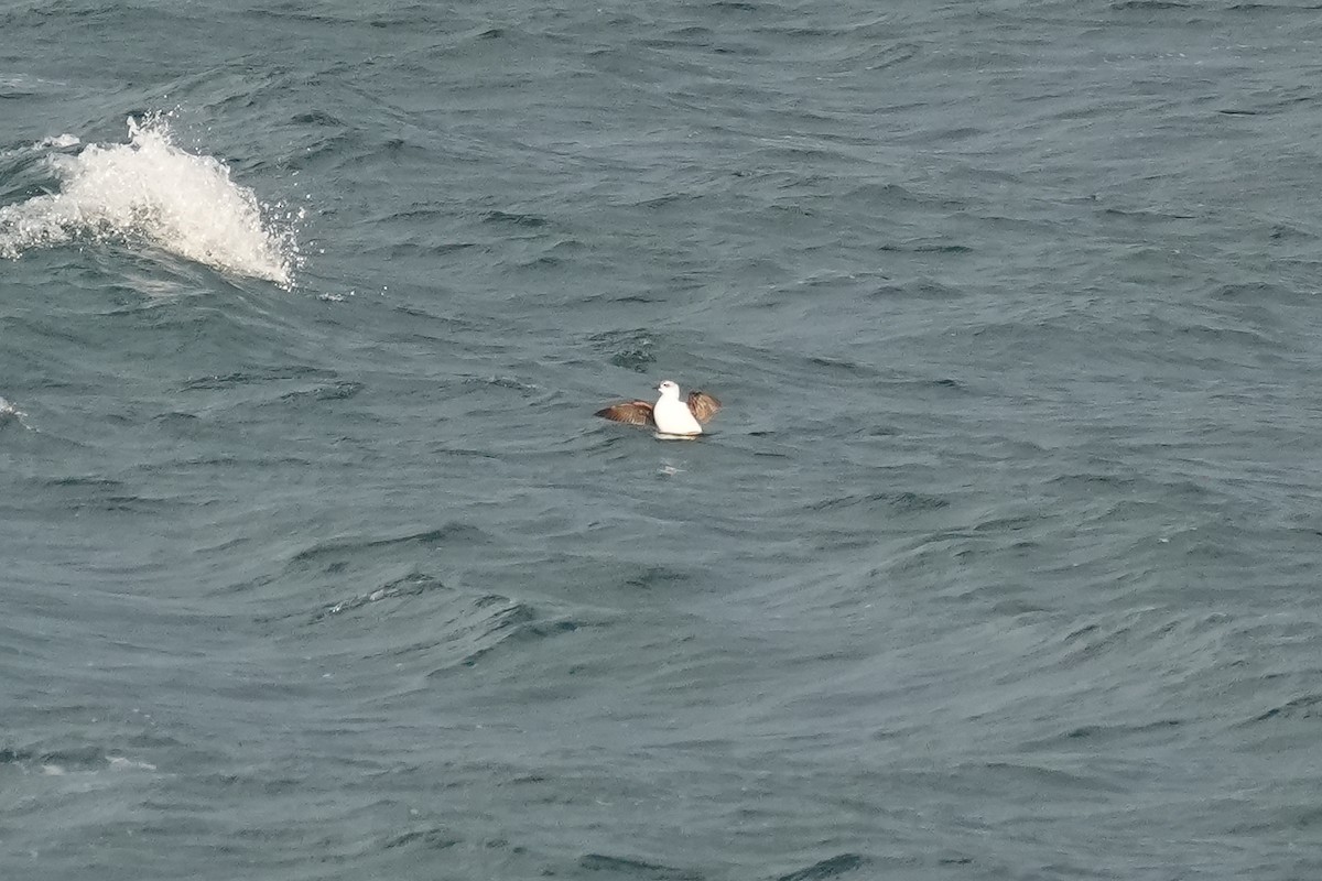 Pigeon Guillemot (snowi) - ML646670378