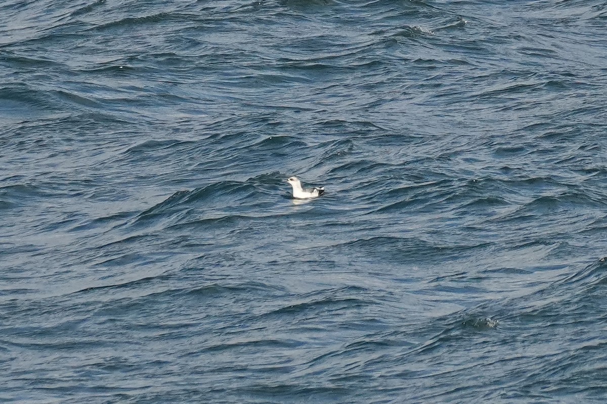 Pigeon Guillemot (snowi) - ML646670379