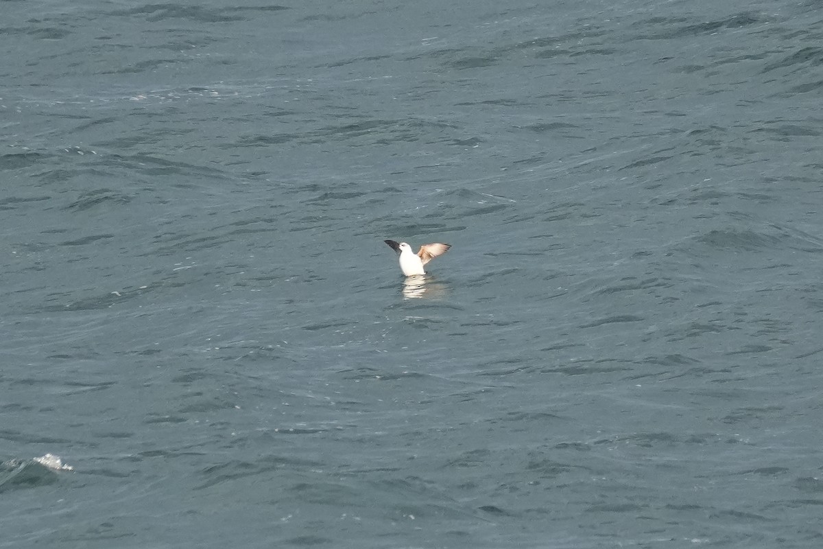 Pigeon Guillemot (snowi) - ML646670380