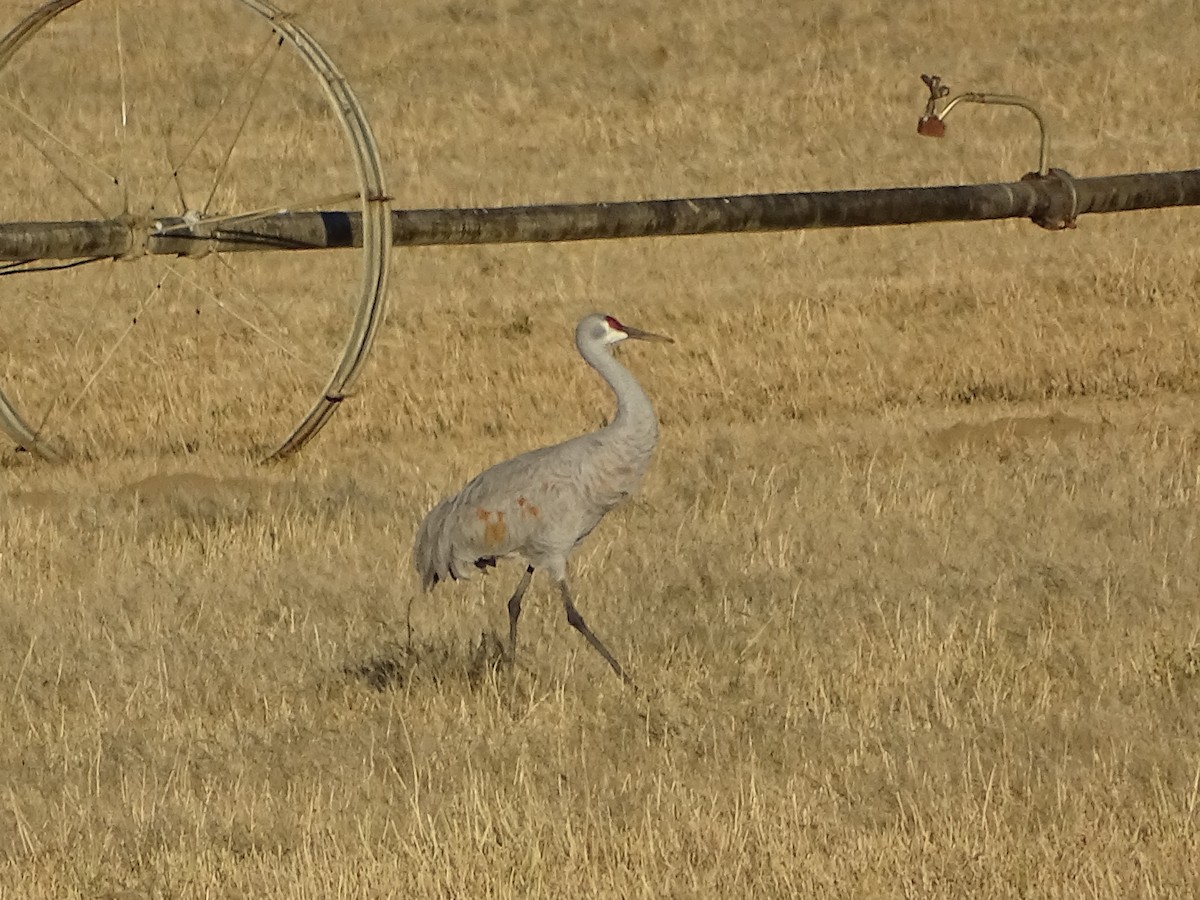 עגור קנדי - ML646670383
