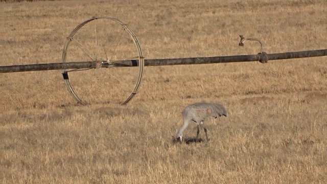 עגור קנדי - ML646670384
