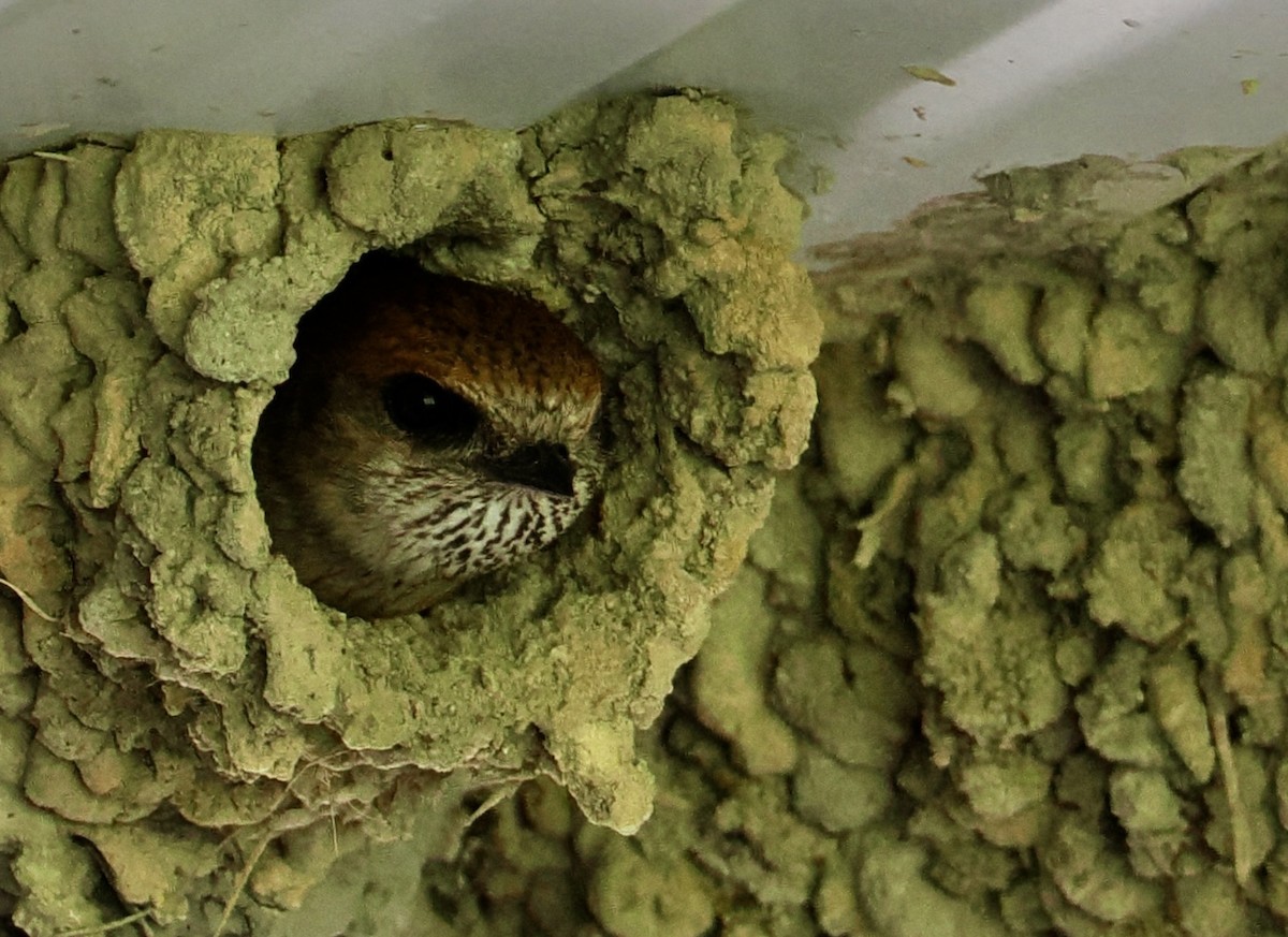 Ясківка тасманійська - ML646670385