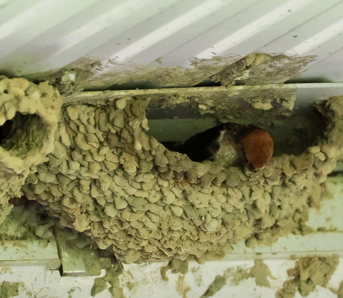 Ясківка тасманійська - ML646670386