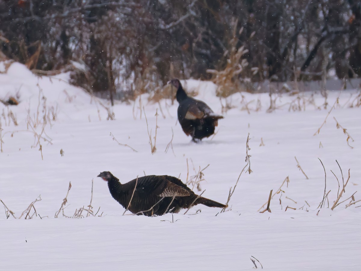 Wild Turkey - ML646670387