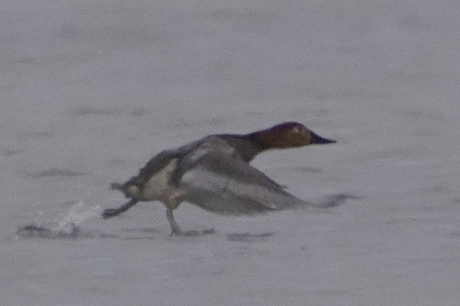 Canvasback - ML646670394