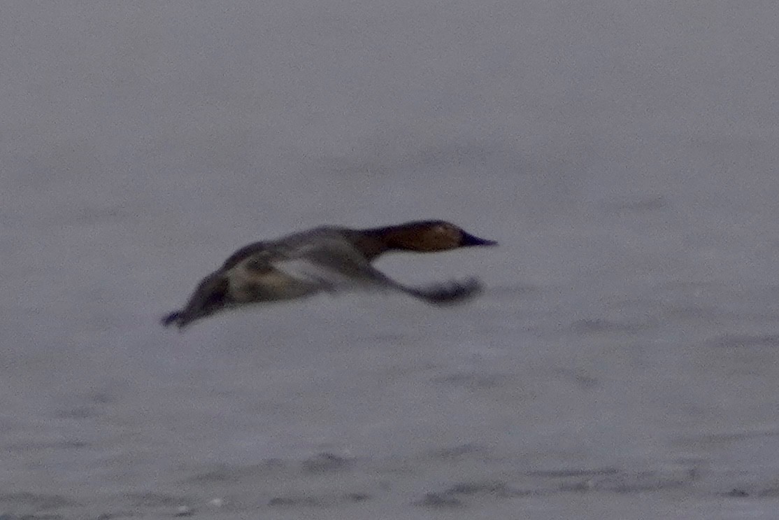 Canvasback - ML646670395