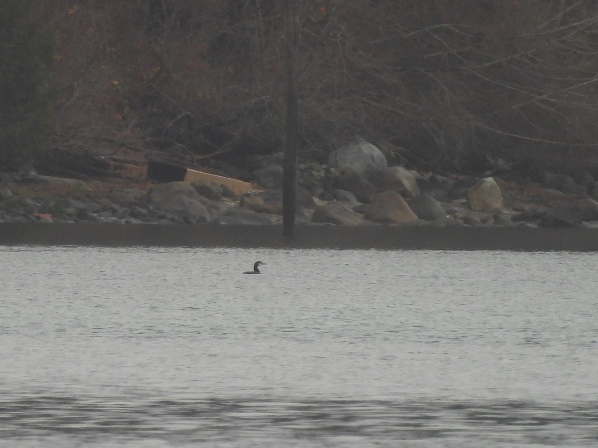 Common Loon - ML646670397