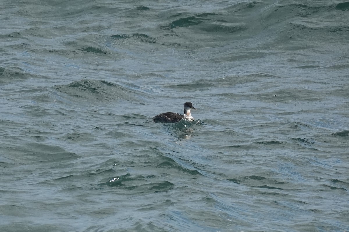 Somormujo Cuellirrojo - ML646670410