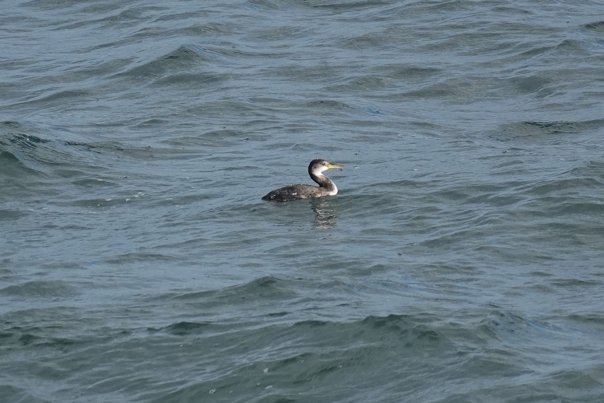 Somormujo Cuellirrojo - ML646670411