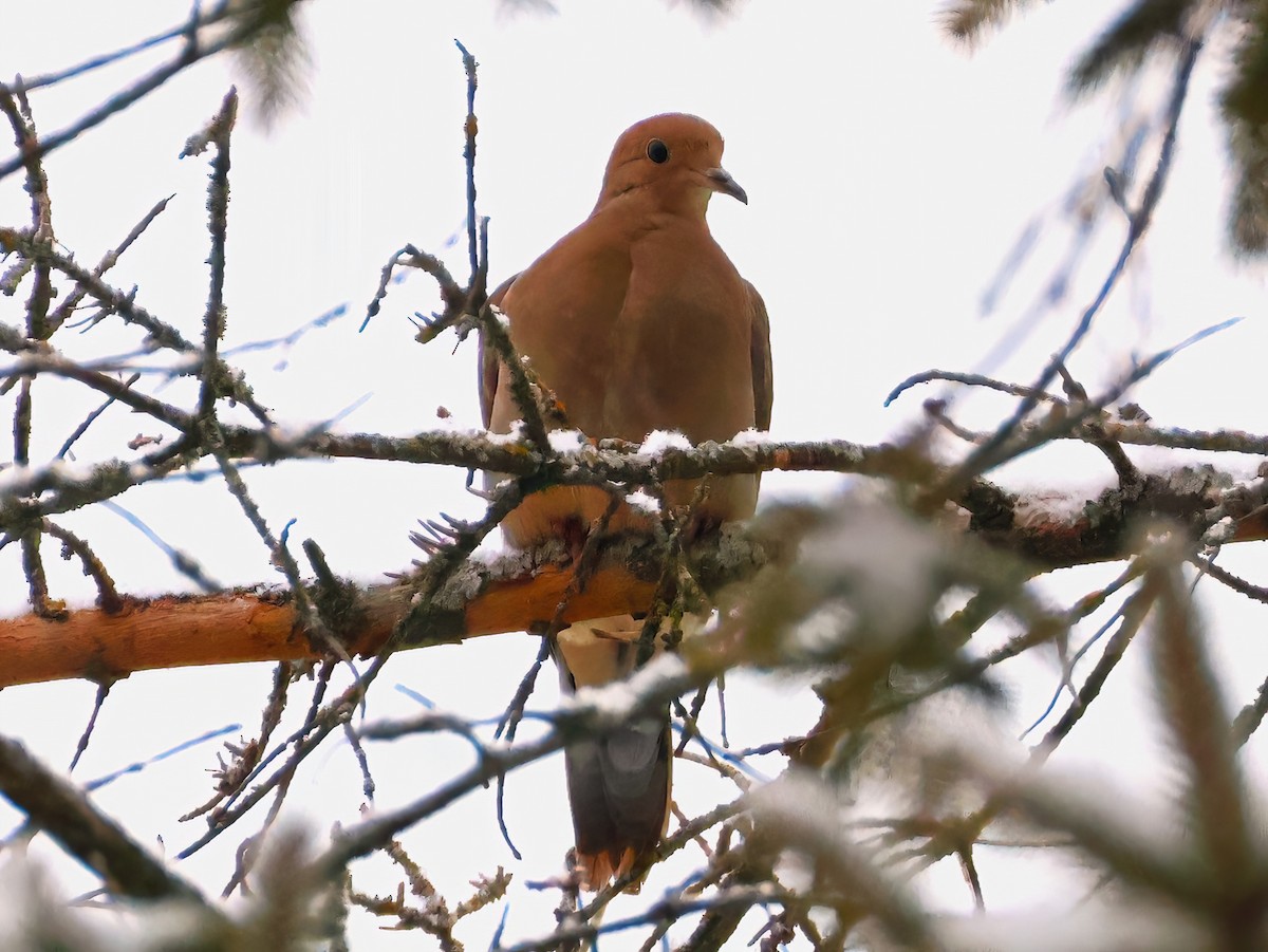 Mourning Dove - ML646670413