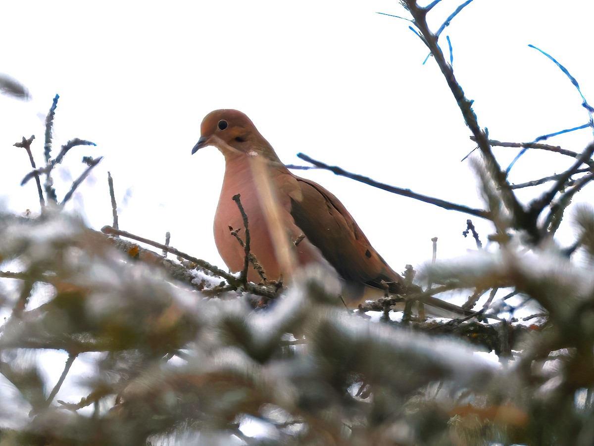 Mourning Dove - ML646670414