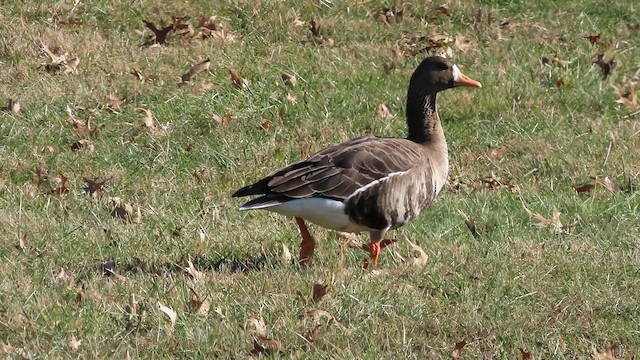 Ánsar Careto - ML646670417