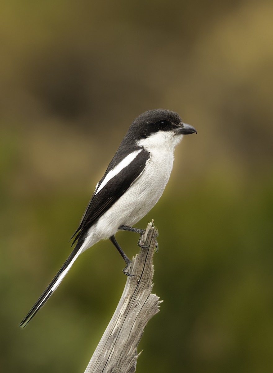 Southern Fiscal - ML646670419